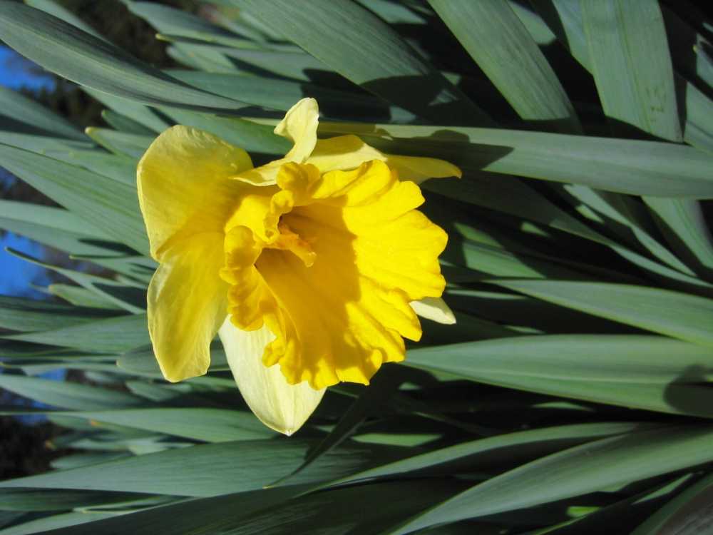Narcissus pseudonarcissus (Trompeten-Narzisse, Zweifarbige Osterglocke)